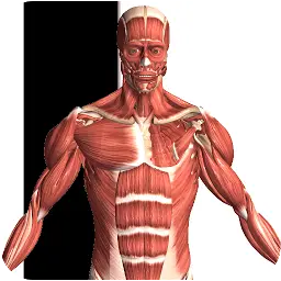 Visual Anatomy 2 MOD APK 0 b43 (Full Version)